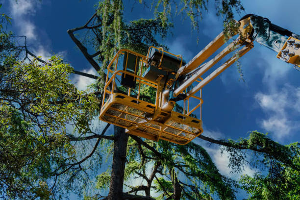 Why Choose Our Tree Removal Services in New London, WI?