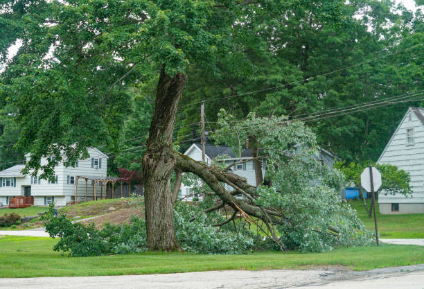 Leaf Removal in New London, WI